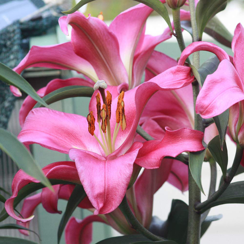 Thompson and Morgan Tree Lily Collection Planting Bulb 18 Pack Image 3