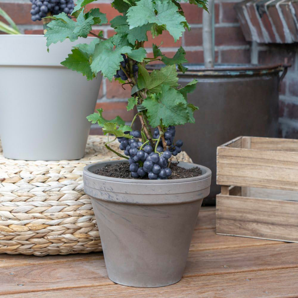 Thompson and Morgan Vitis Vinifera Pixie Pinot Noir Plant in Pot 14cm 3 Pack Image 3