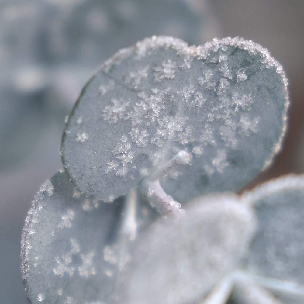 Thompson and Morgan Eucalyptus Gunnii Azura Plant Pot 9cm 3 Pack Image 4