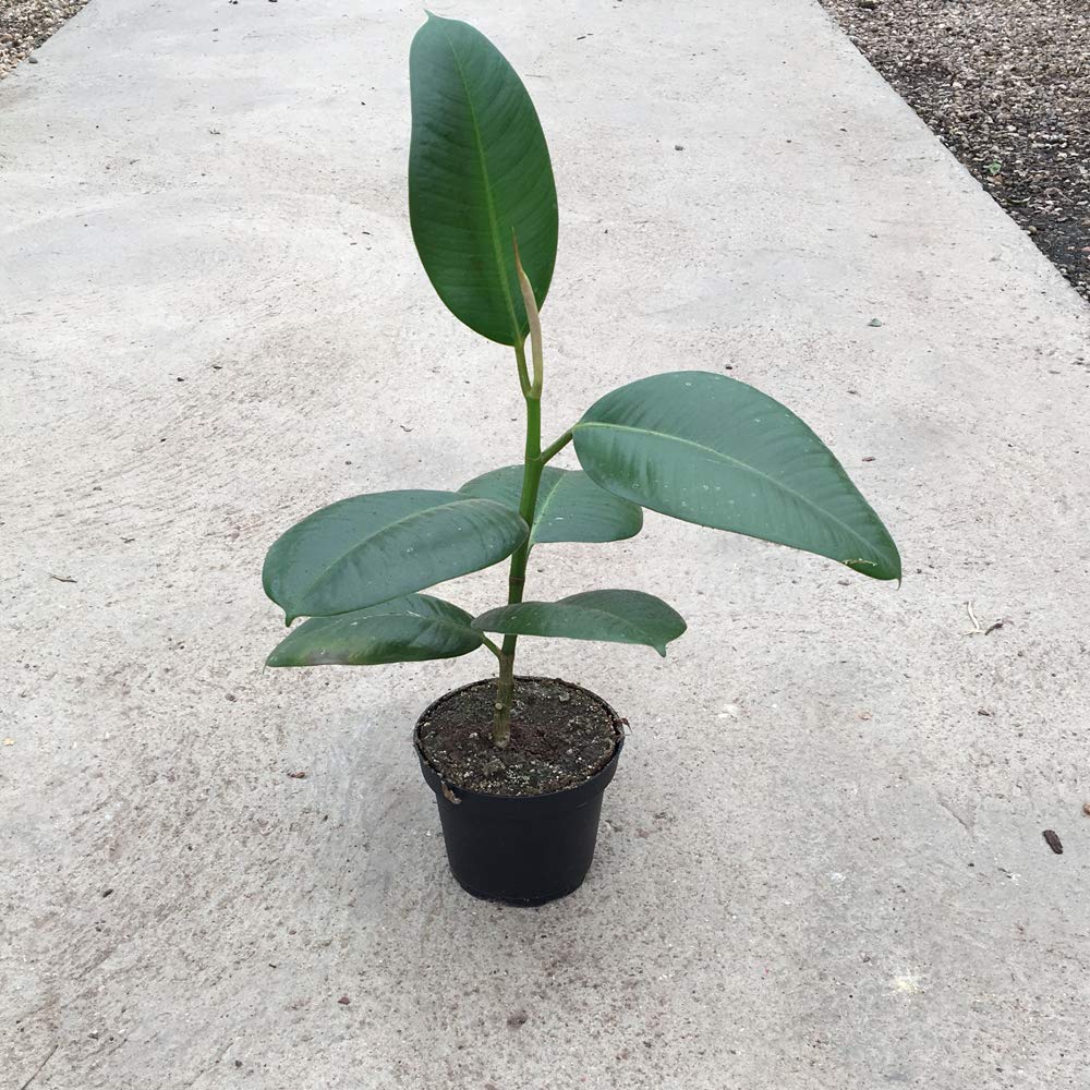Thompson & Morgan Ficus Indian Rubber Plant Potted Plant Image 7
