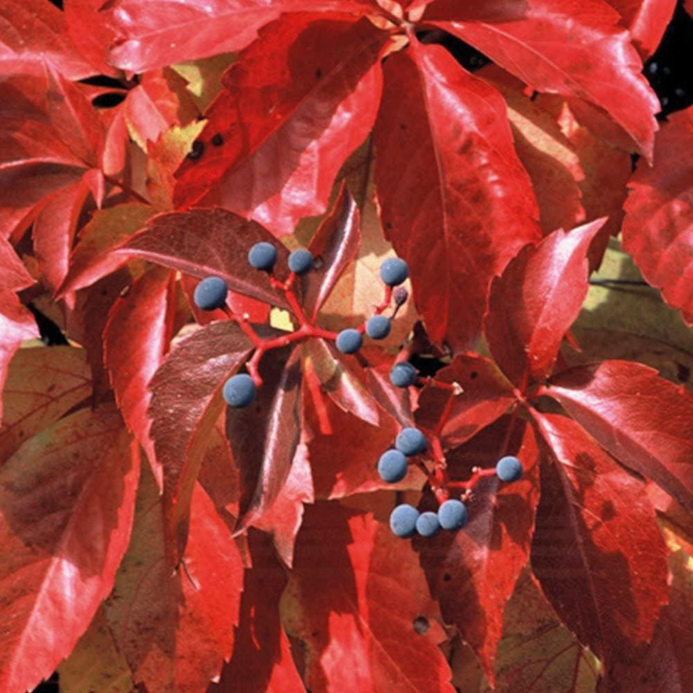 Thompson and Morgan Parthenocissus Quinquefolia Plant Pot 1.7L Image 2