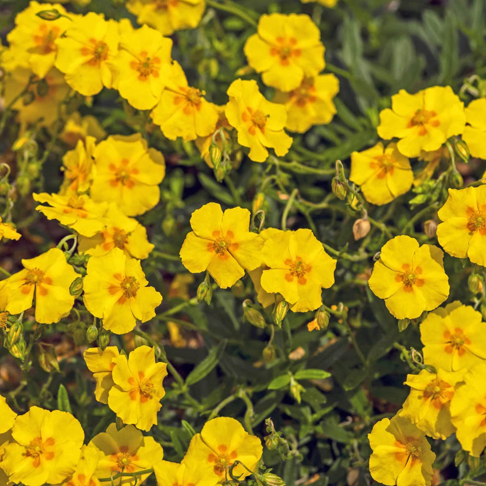 Thompson and Morgan Helianthemum Ben Fhada Plant Pot 1L 2 Pack Image 2