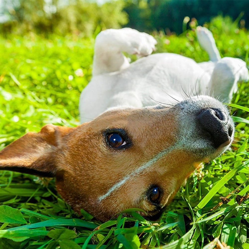 Pro-Kleen Fresh Cut Grass Fragrance Kennel Kleen Cleaner 5L Image 2