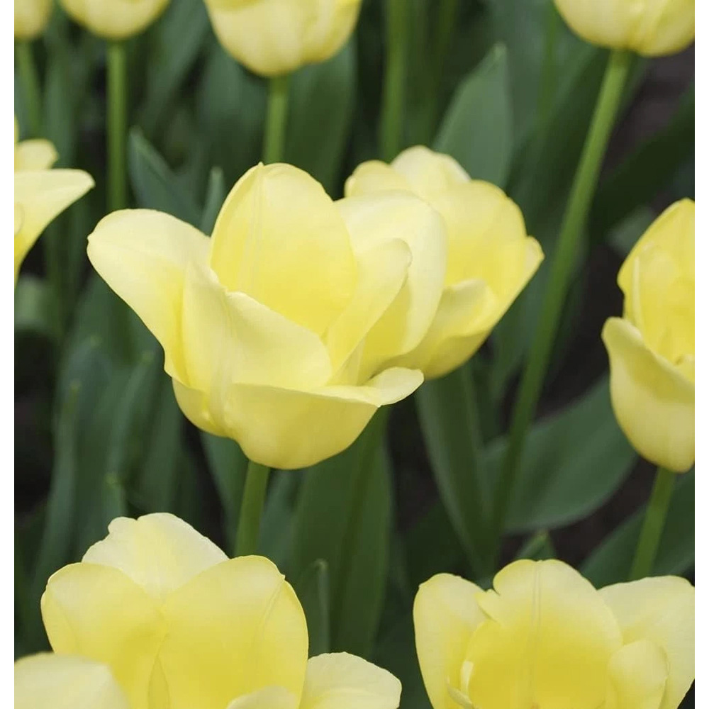 Thompson and Morgan Tulip Mid World Friendship Planting Bulb 32 Pack Image 3