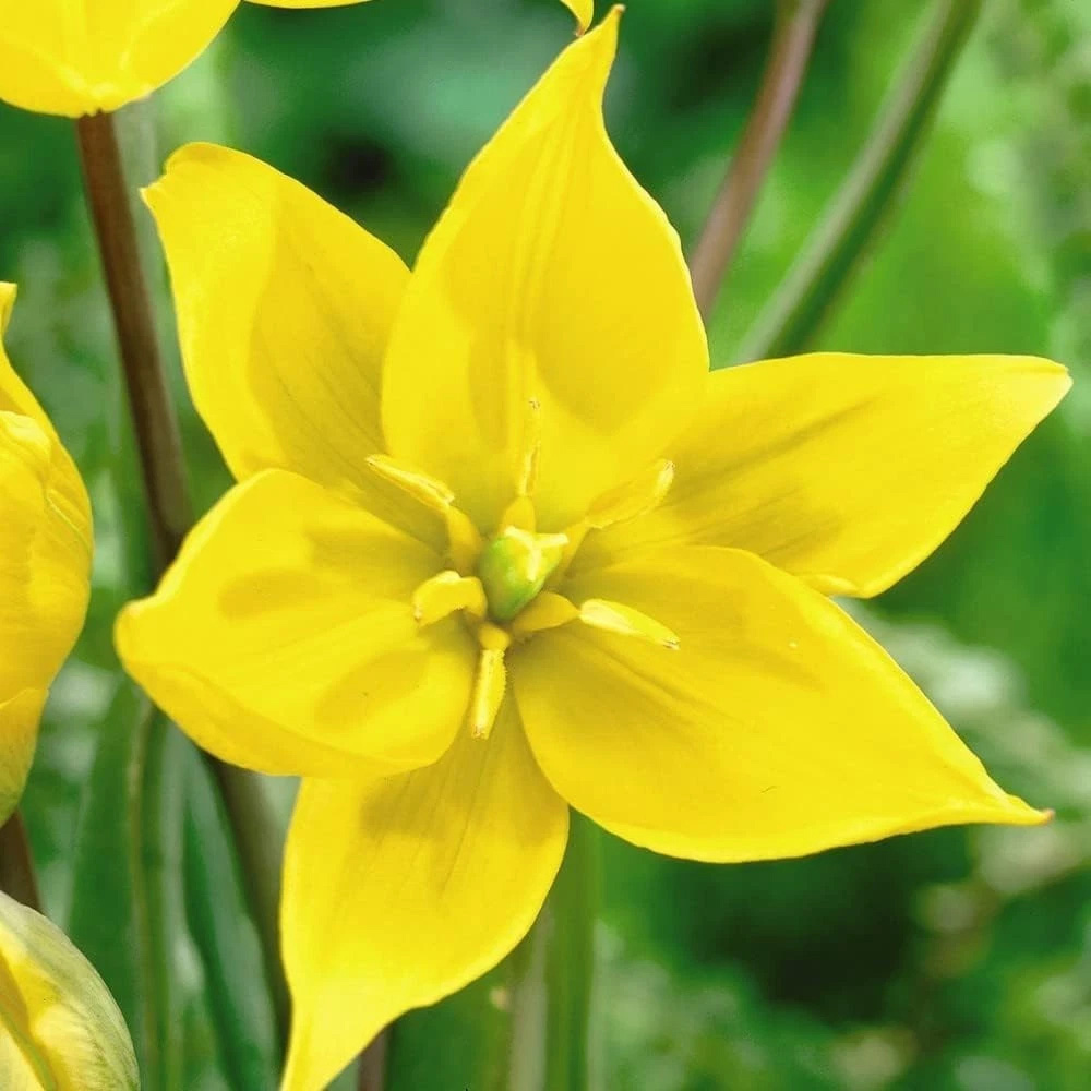 Thompson and Morgan Tulip Woodland Tulip Planting Bulb 32 Pack Image 3
