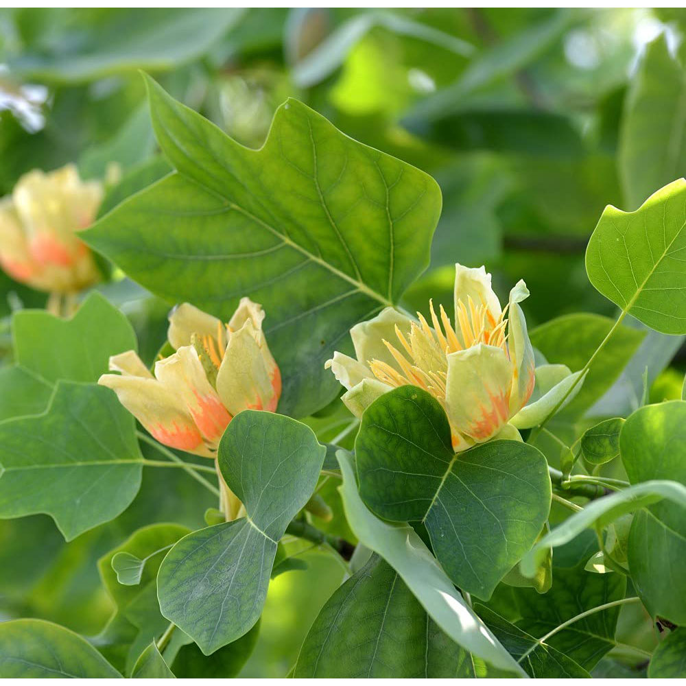 Thompson and Morgan Liriodendron Tulip Tree Tulipifera Plant Pot 9cm Image 3