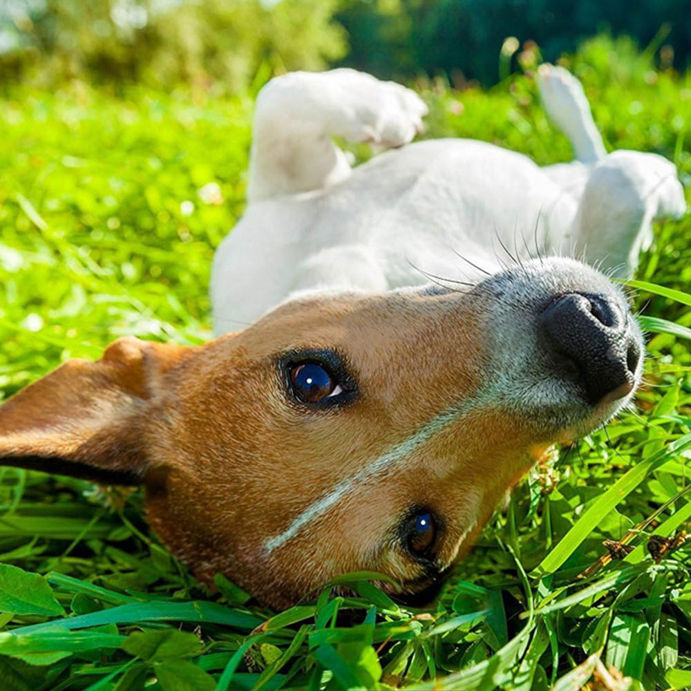 Pro-Kleen Bubblegum Fragrance Kennel Kleen Cleaner 5L Image 2