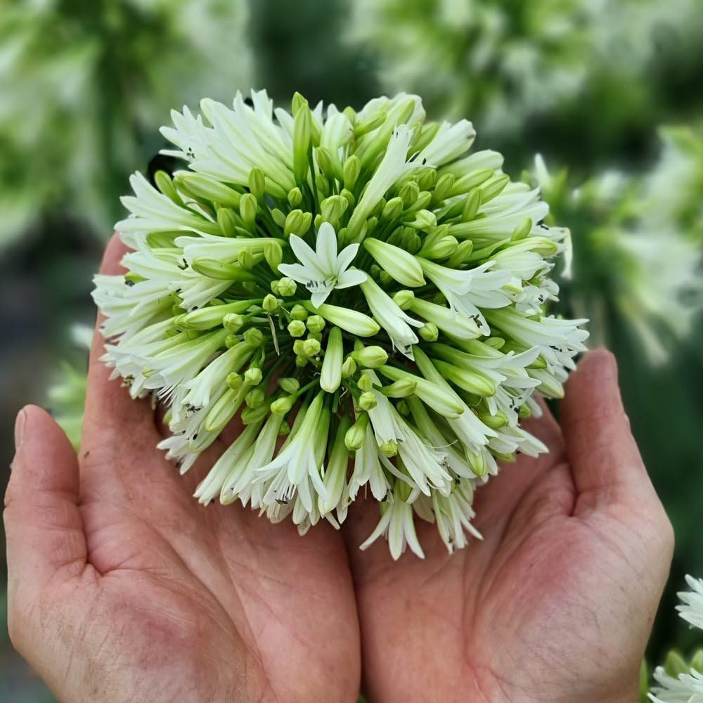 Thompson & Morgan Agapanthus Emerald Ice Plant Pot 9cm 2 Pack Image 3