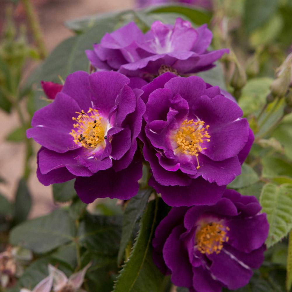 YouGarden Rhapsody in Blue Bare Root Rose 2 Pack Image 3