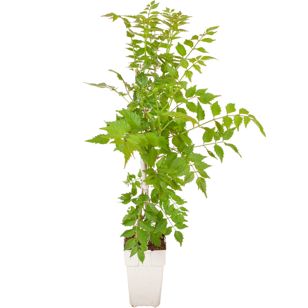 YouGarden Campsis Red Trumpet Plant Pot 2L Image 5