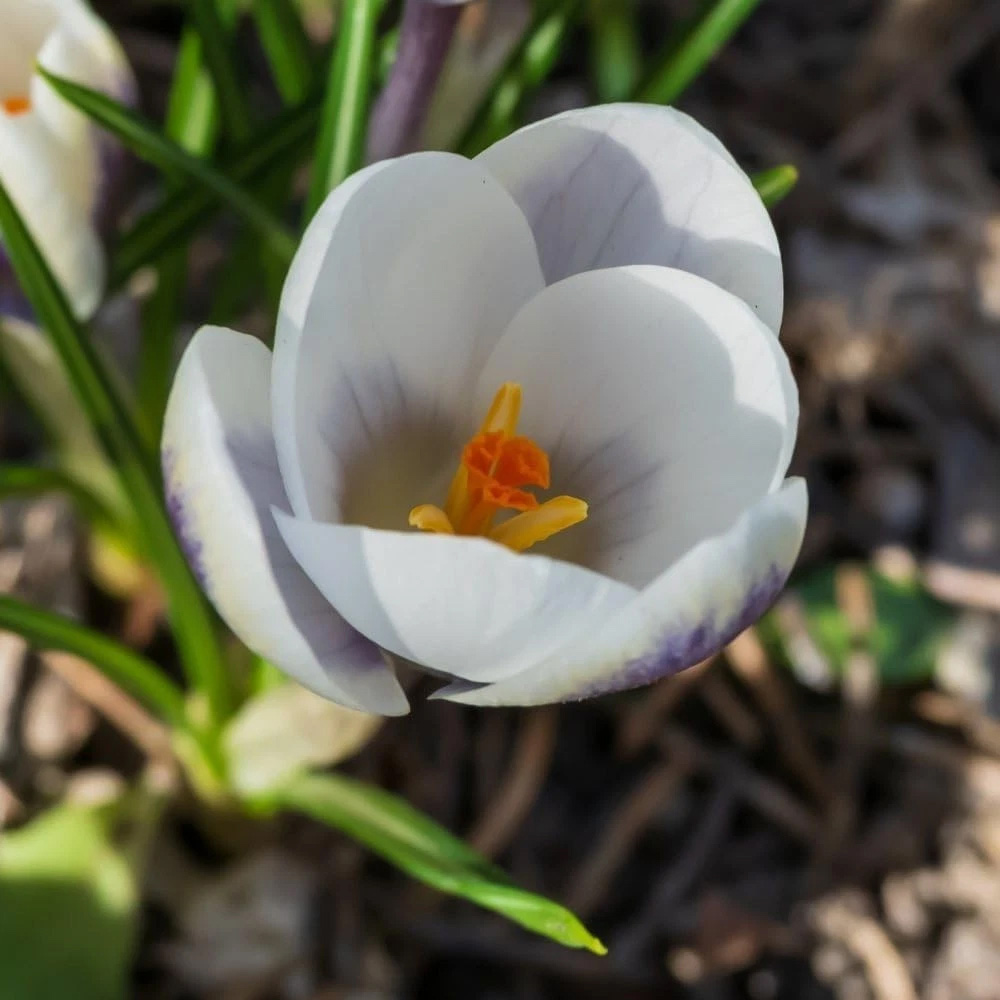 Thompson and Morgan Crocus Panda Planting Bulb 40 Pack Image 3