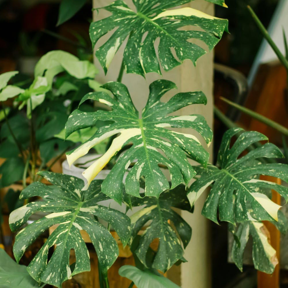 Thompson and Morgan Monstera Thai Constellation Plant Pot 12cm Image 2