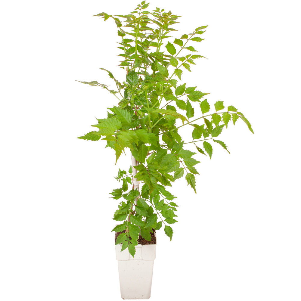 YouGarden Campsis Trumpet Vine Collection Plant Pot 2L 3 Pack Image 6