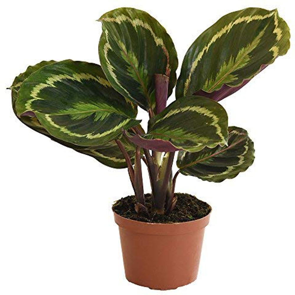 Thompson and Morgan Calatheas Roseopicta Medallion Potted Plant 12cm 3 Pack Image 2