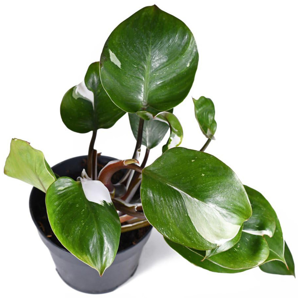 Thompson and Morgan Philodendron Erubescens White Knight Plant Pot 11cm Image 2