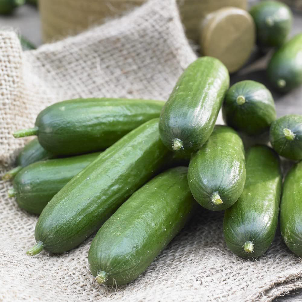 Thompson and Morgan Nurserymans Choice Grafted Vegetable Plant Pot 9cm 6 Pack Image 4