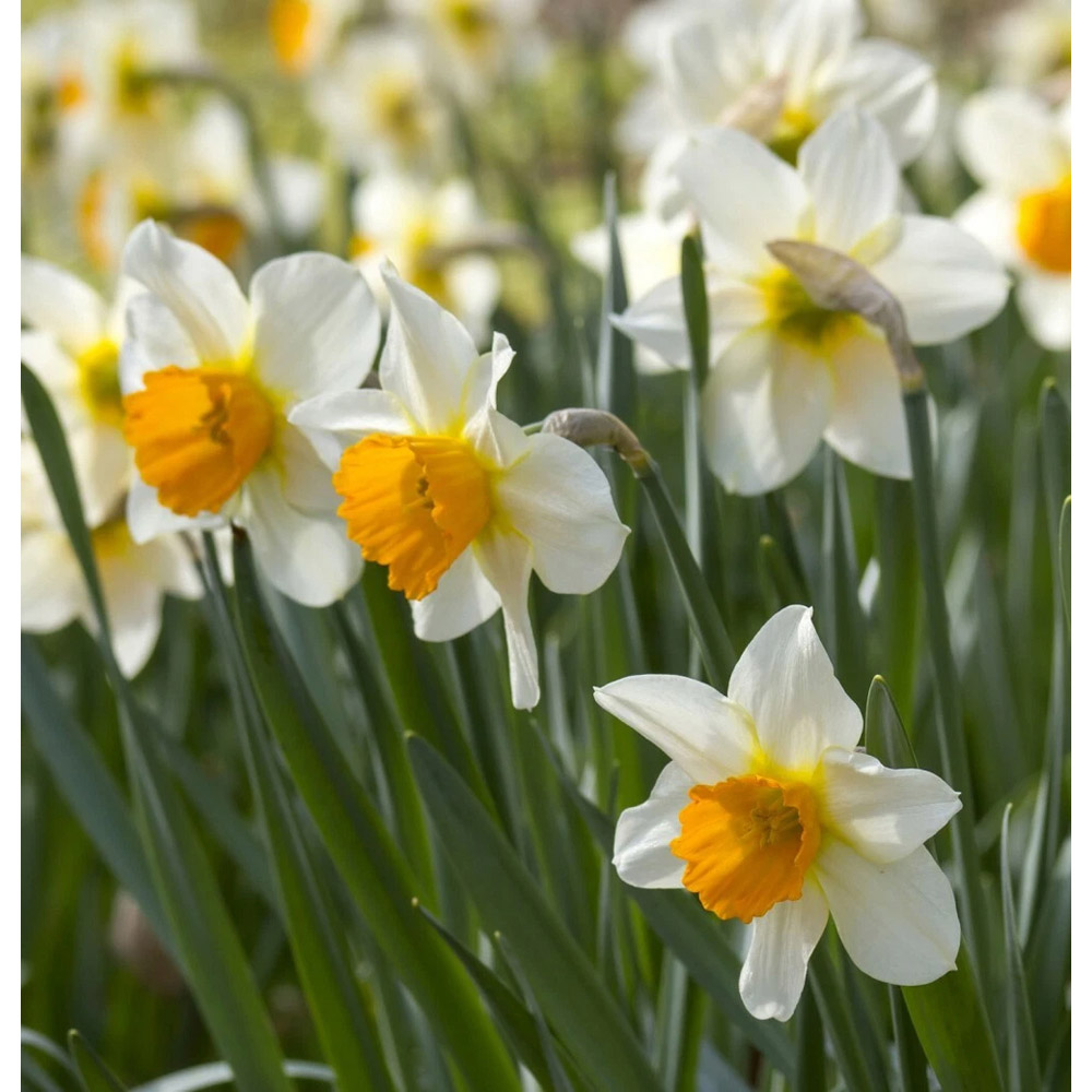 Thompson and Morgan Daffodil Pink Pride Spring Planting Bulb 16 Pack Image 3