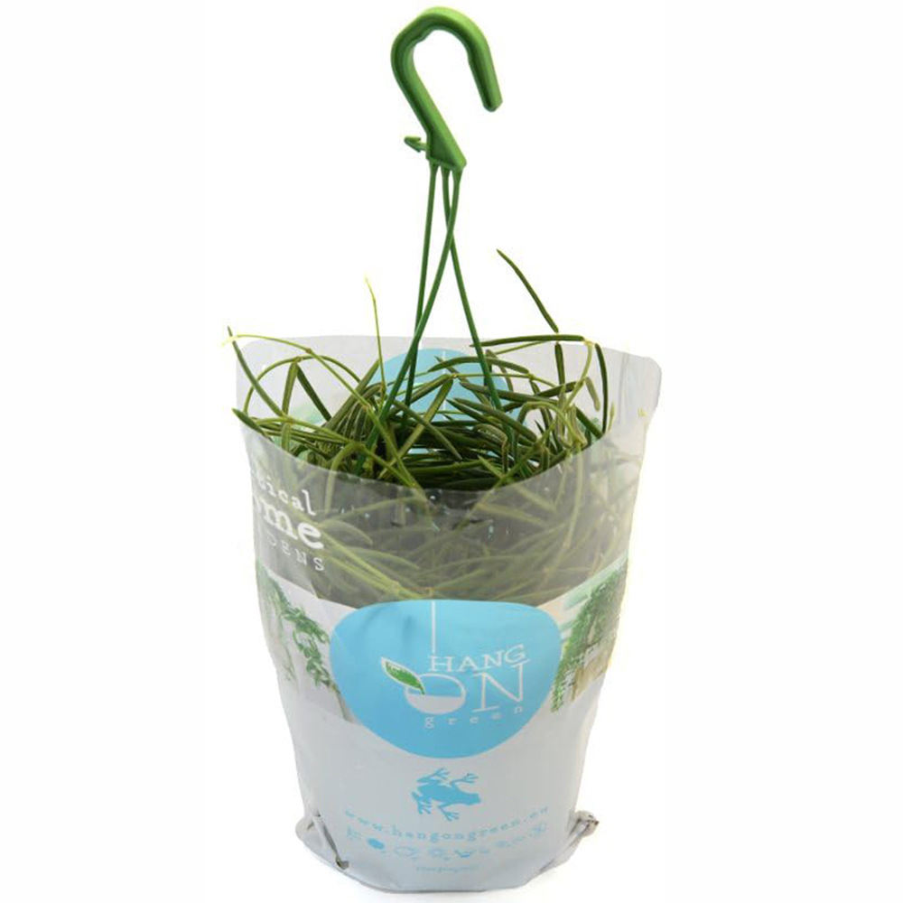 Thompson and Morgan Hoya Linearis Hanging Basket 12cm 2 Pack Image 2