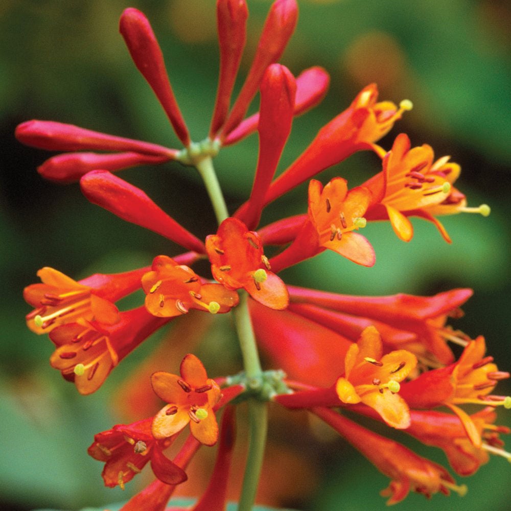 Thompson and Morgan Lonicera Dropmore Scarlet Plant Pot 9cm Image 3