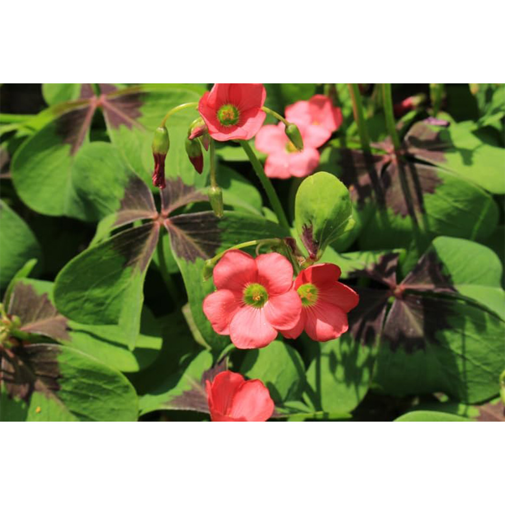 Thompson and Morgan Summer Flowering Bulbs 200 Pack Image 3