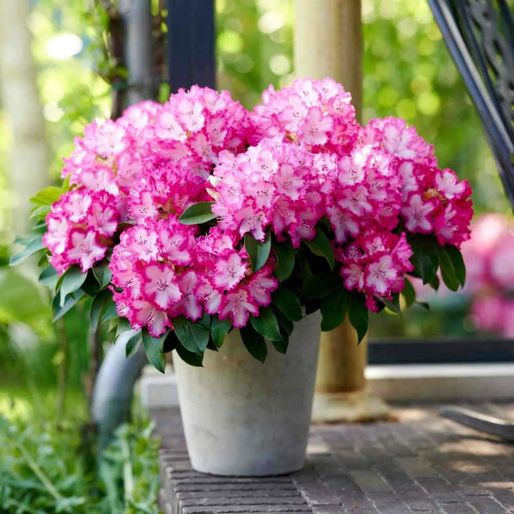 Thompson and Morgan Rhododendron XXL Plant Pot 9cm | Homebase