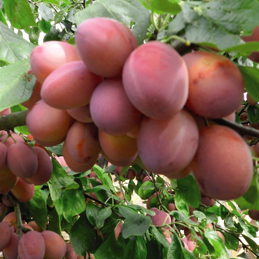 Thompson and Morgan Wonder Tree Plum Opal Plant in Pot 24cm Image 4