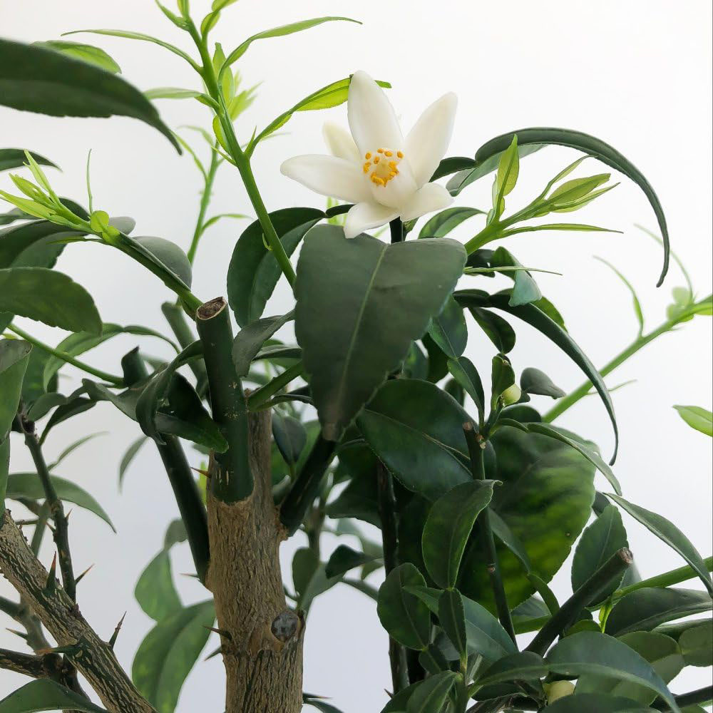 Thompson and Morgan Citrus Yuzu Plant Pot 3L Image 3