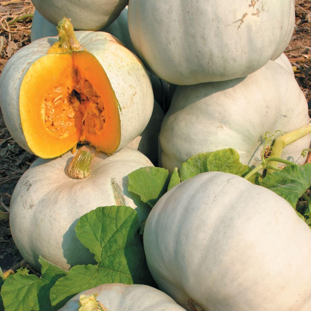 Thompson and Morgan Pumpkin Cucurbita Maxima Grey Ghost F1 Seed Packet Image 2