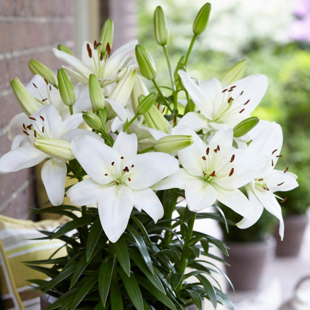 Thompson and Morgan Lily Summer Fun Collection Planting Bulb 18 Pack Image 7