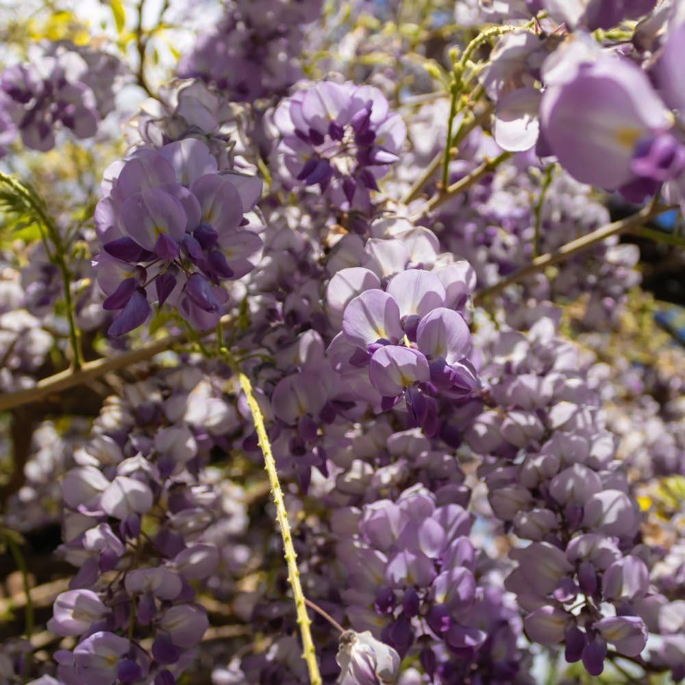 Thompson & Morgan Wisteria Amethyst Falls Potted Plant 4L Image 2