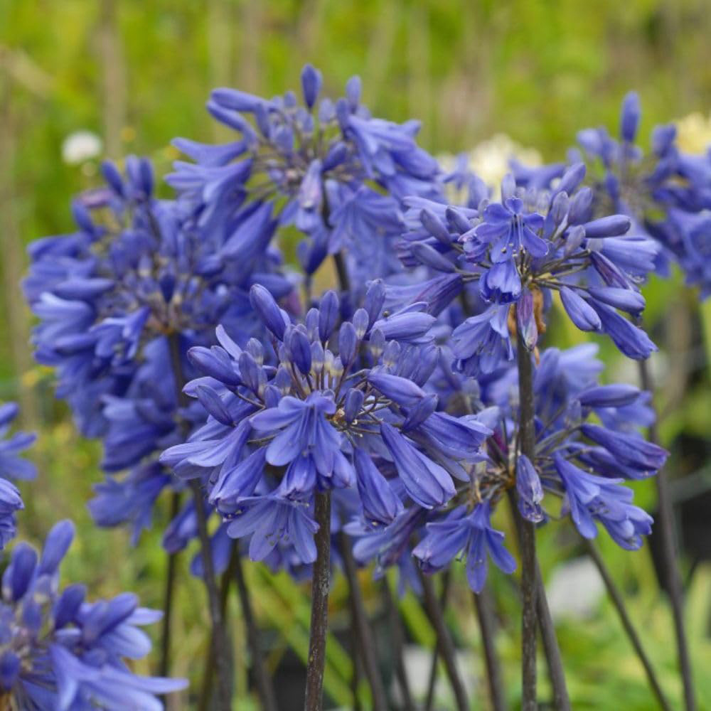 Thompson and Morgan Agapanthus Ever Duo Plant Pot 9cm 2 Pack Image 3