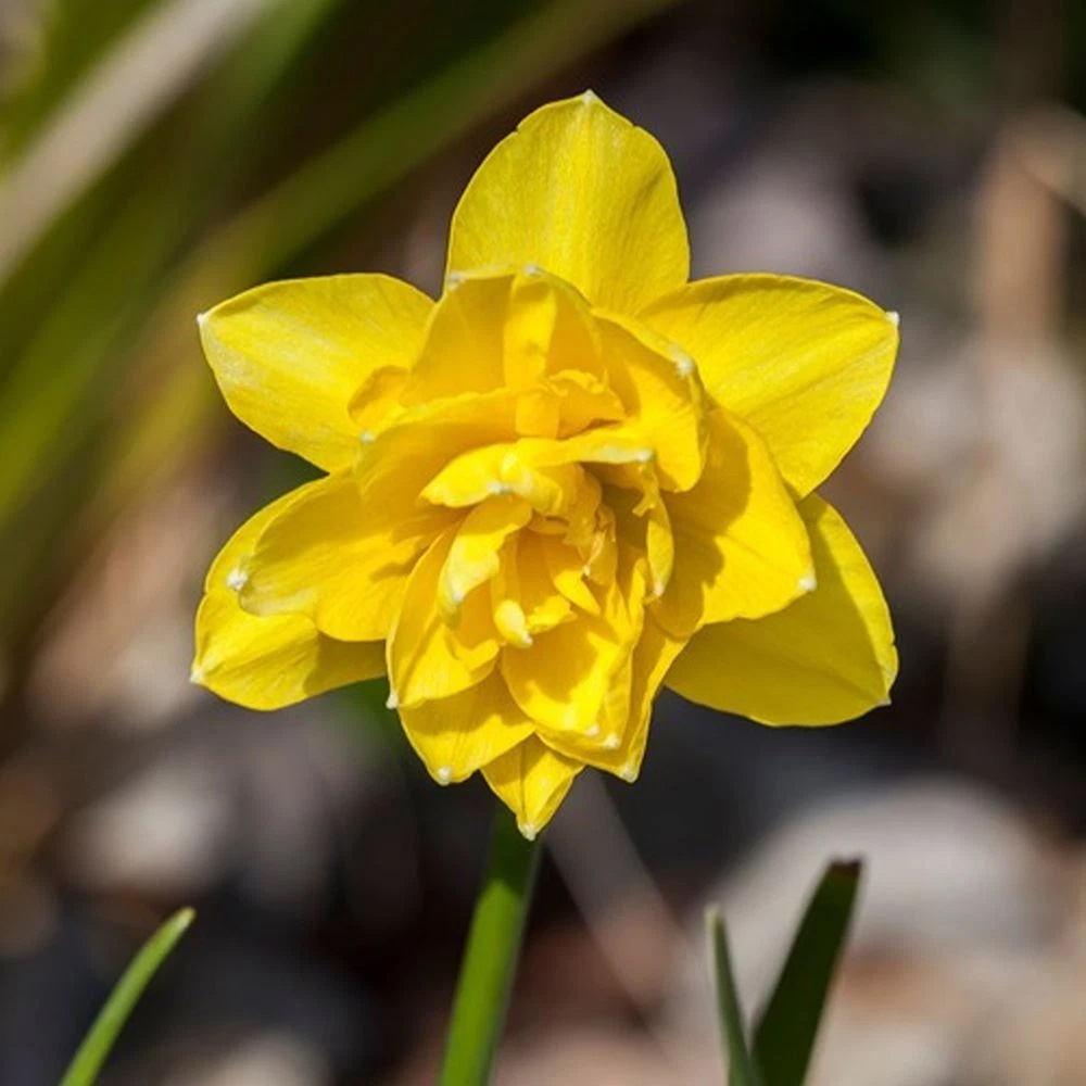 Thompson and Morgan Daffodil Cornish Miniatures Collection Planting Bulb 48 Pack Image 7