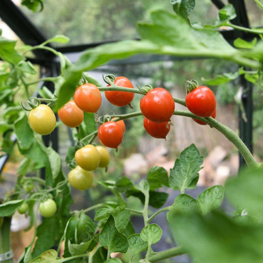 Thompson and Morgan Tomato Toddler F1 Seed Packet Image 4