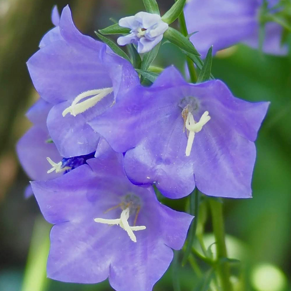 Thompson and Morgan Campanula Persicifolia Takion Blue Garden Ready Plant 30 Pack Image 4