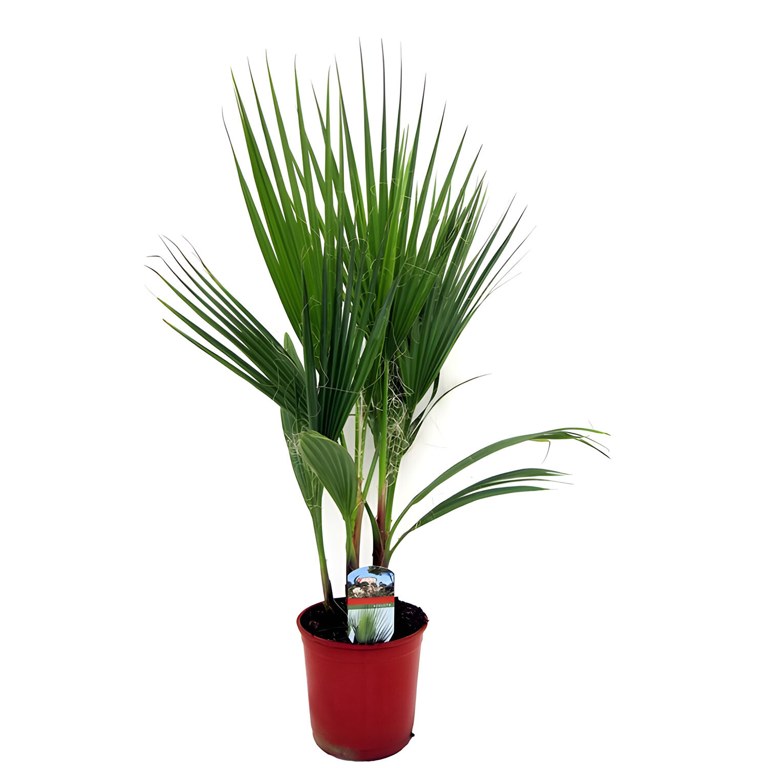 Washingtonia Robusta 17cm - Green Image