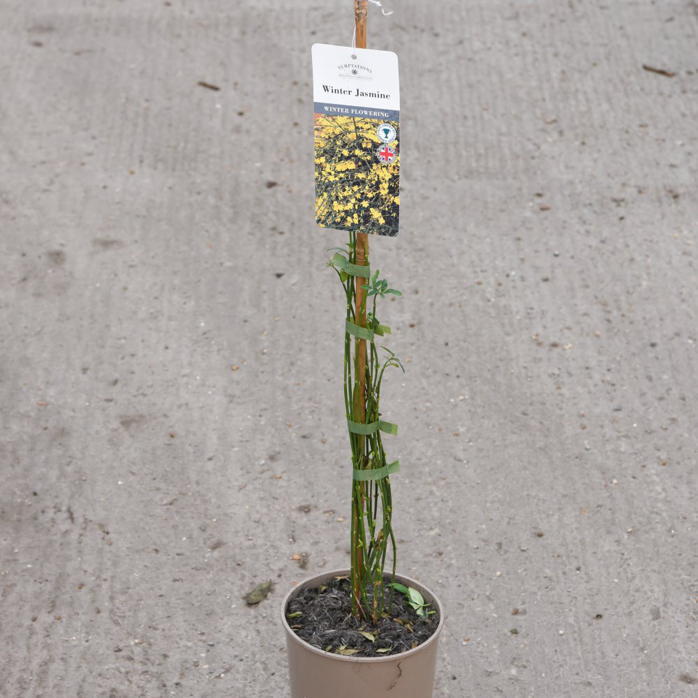 Thompson and Morgan Winter Jasmine Plant Pot 9cm 3 Pack Image 6