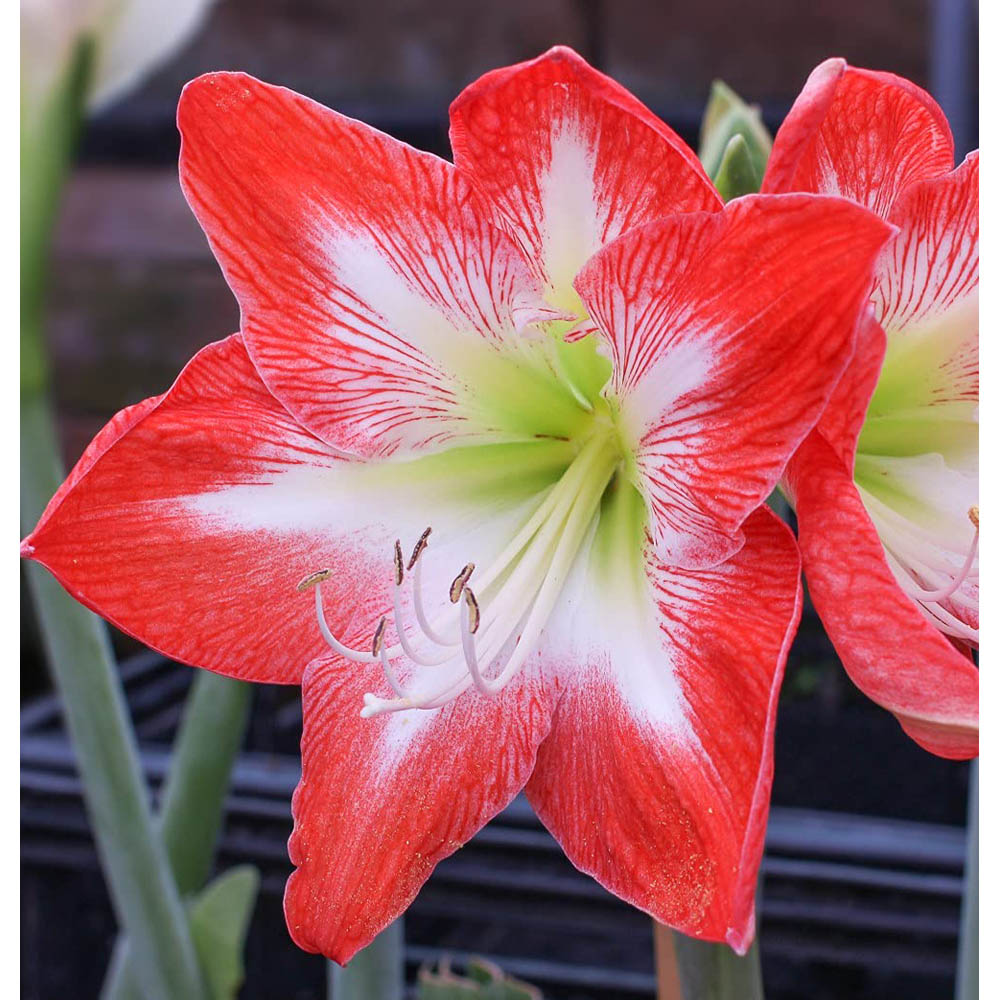 Thompson and Morgan Amaryllis Minerva Bulb Image 2