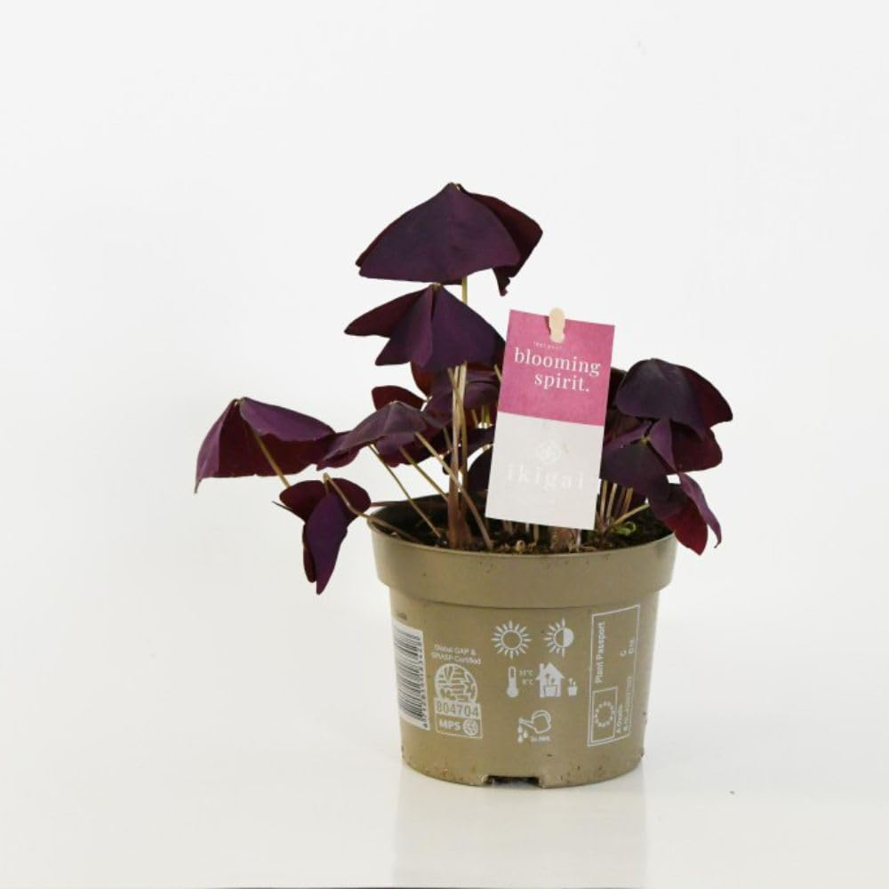 Thompson and Morgan Oxalis Triangularis Mijke Plant Pot 12cm Image 3