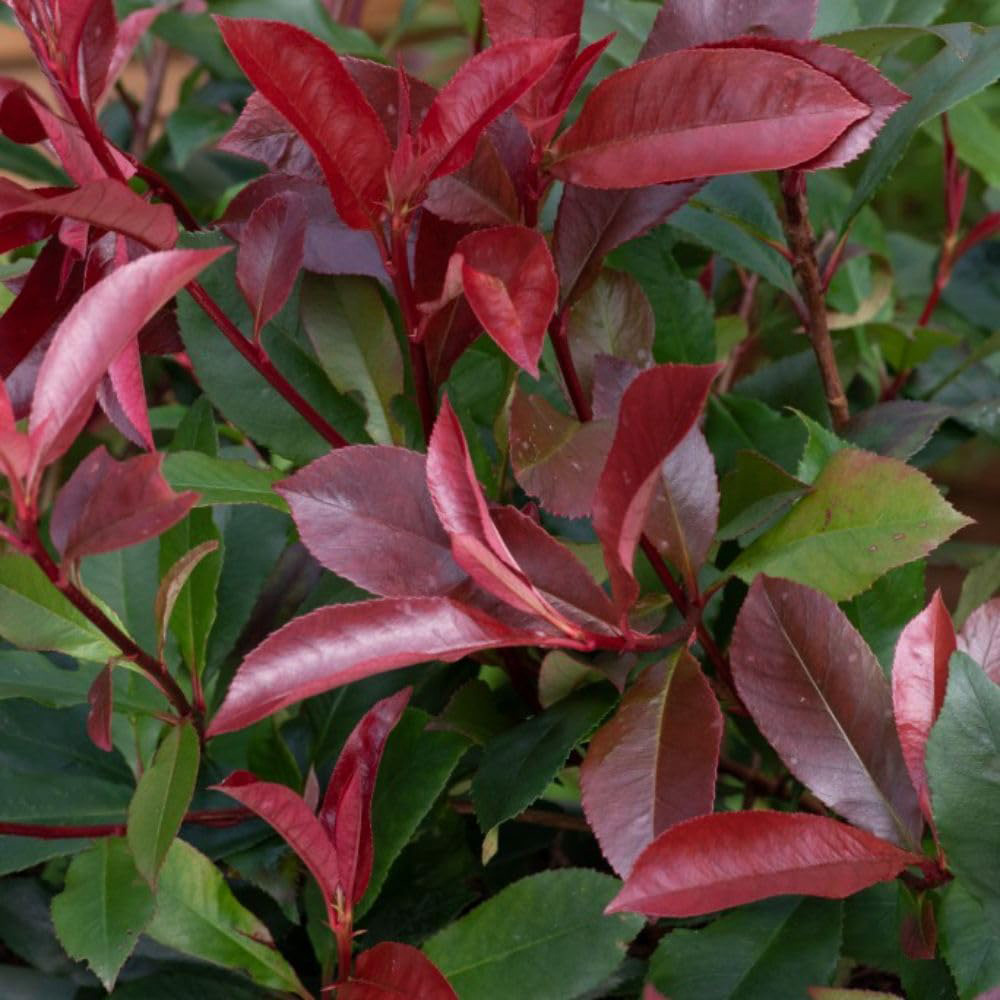 Thompson and Morgan Photinia Fraseri Red Robin Plant Pot 3L 4 Pack Image 2