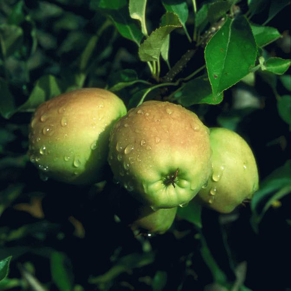 Thompson and Morgan Apple Malus Golden Delicious Espalier Plant Pot 5L Image 4