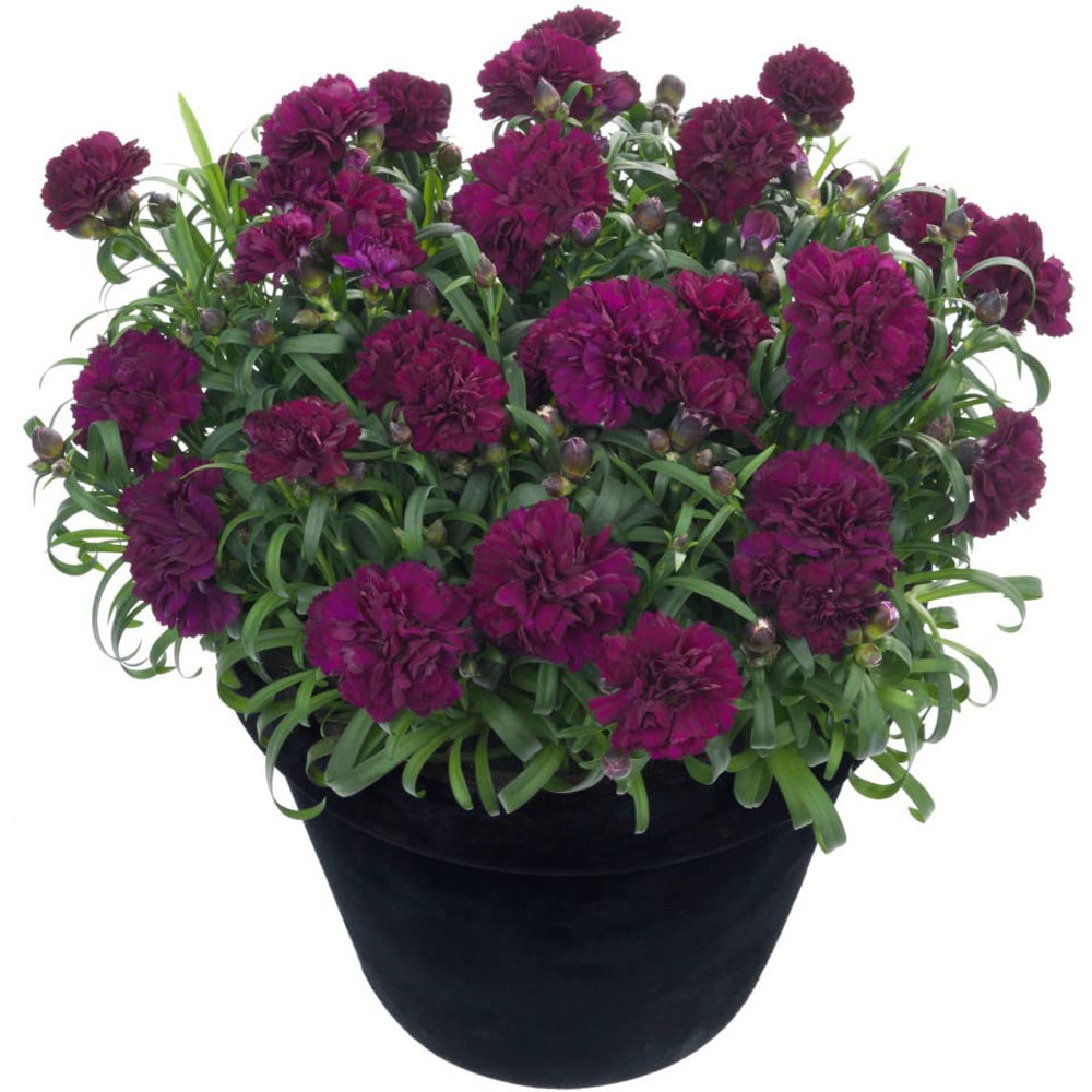 Thompson and Morgan Dianthus Pinks Sunflor Beetle Plant Pot 1.5L Image 2