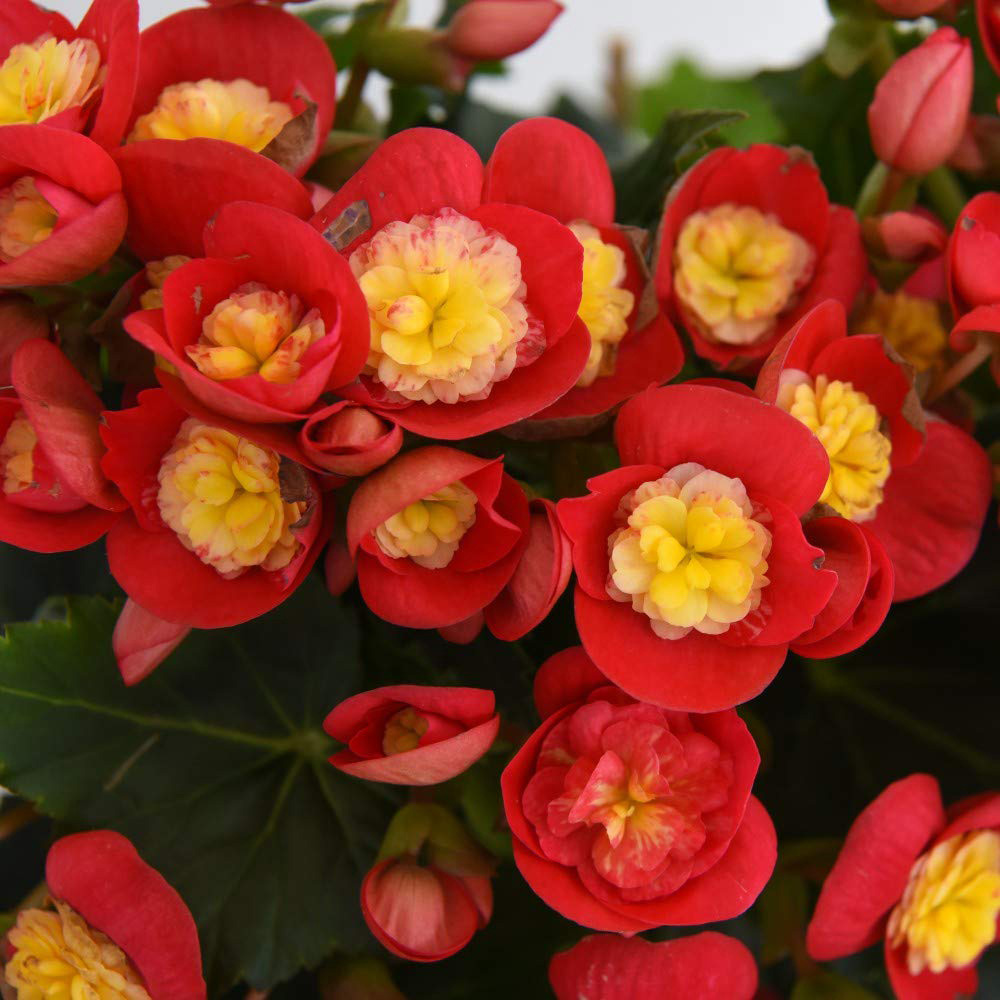 Thompson and Morgan Begonia Valentino Pink Potted Plant 14cm 2 Pack Image 3