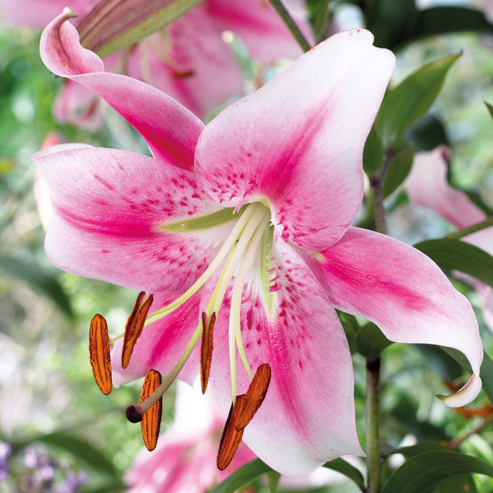 Thompson and Morgan Tree Lily Anastasia Planting Bulb 3 Pack Image 1
