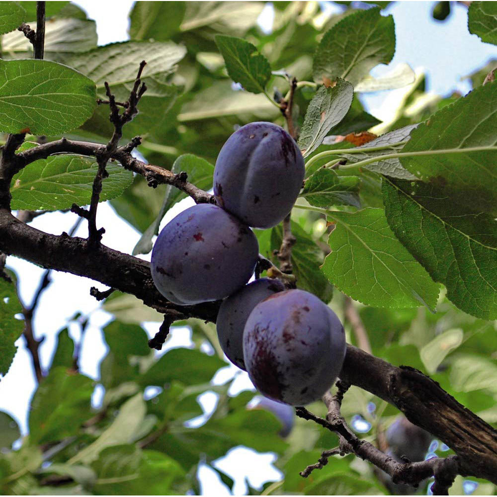 Thompson and Morgan Mini Fruit Collection Plant Pot 9cm 5 Pack Image 5