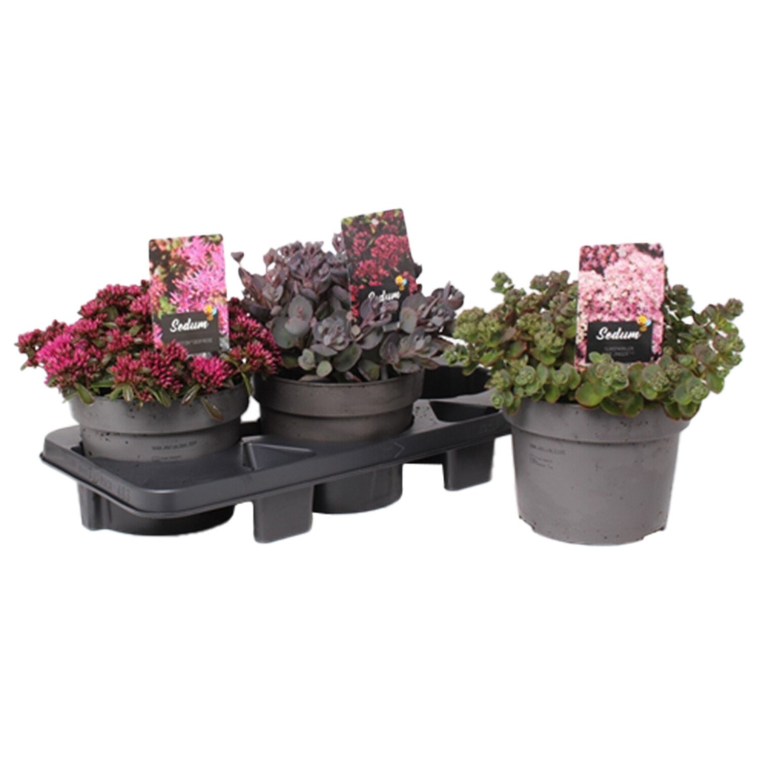 Sedum Sunsparkler Wildfire - Redish Purple Image