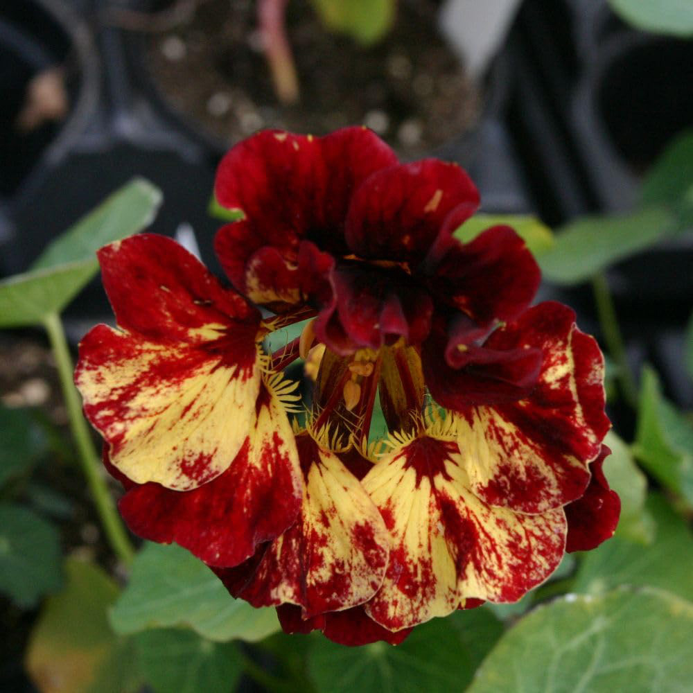 Thompson and Morgan Nasturtium Tropaeolum Majus Crime Scene Seed Packet Image 2