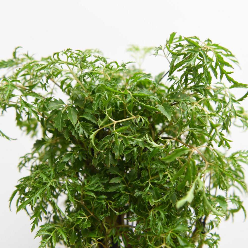 Thompson & Morgan Polyscias Fruticosa Ming Potted Plant Image 3