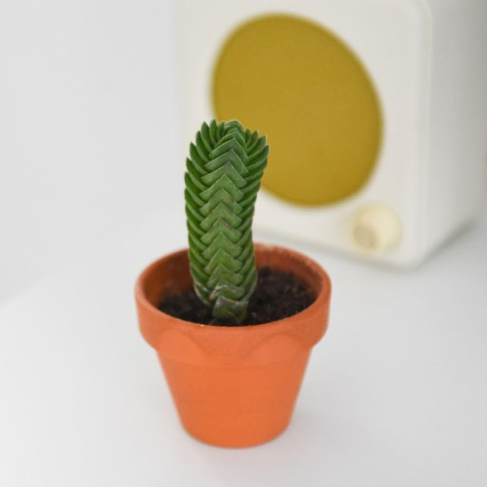 Thompson and Morgan Crassula Buddhas Temple Potted Plant 6cm Image 5