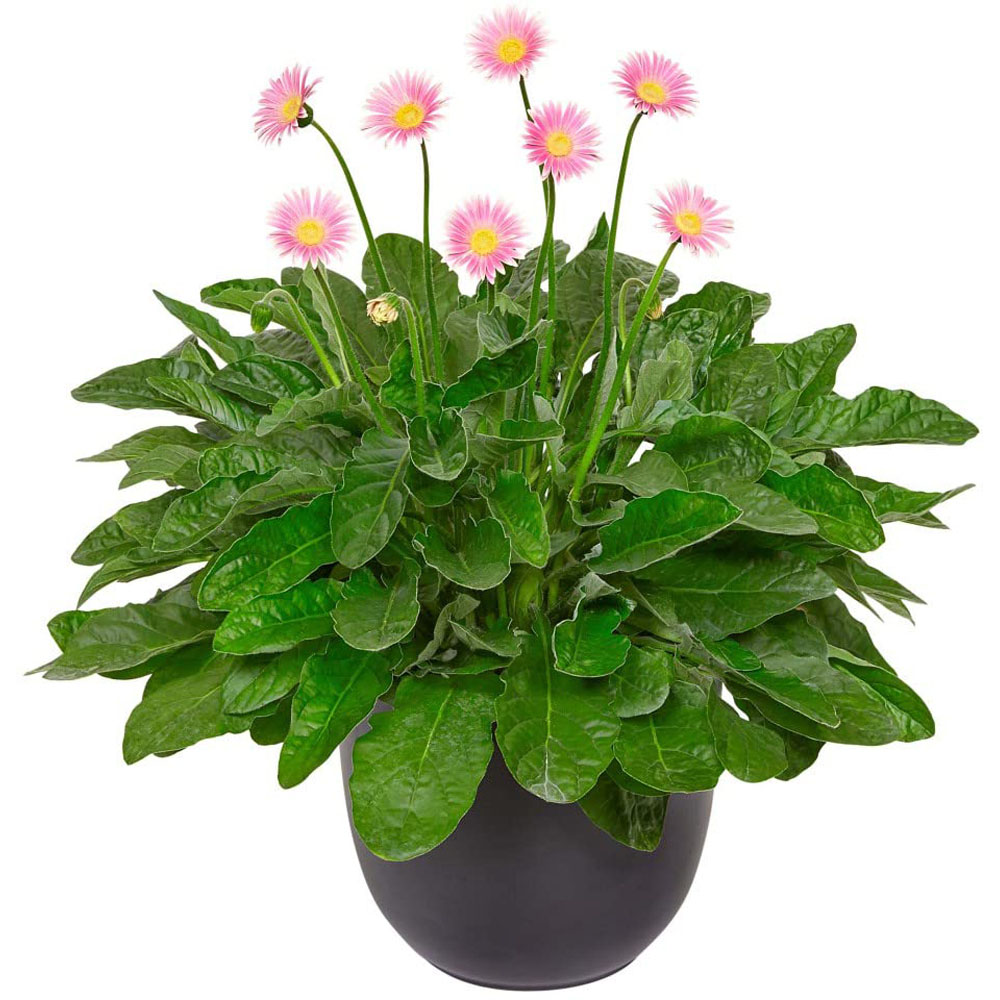 Thompson and Morgan Gerbera Garvinea Cheeky Pink Plant Pot 7cm Image 2