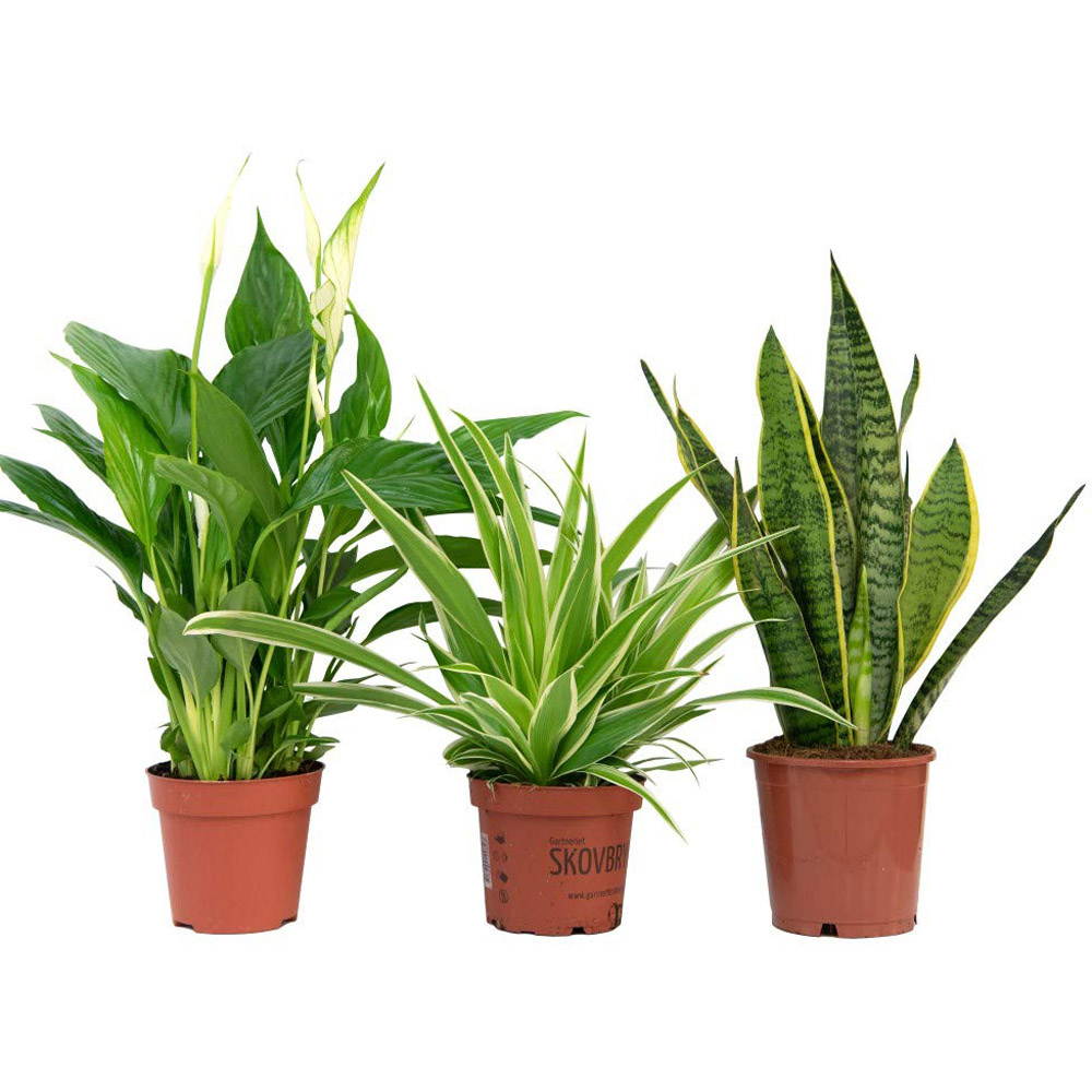 Thompson and Morgan Air Purifying Potted Plant 12cm 3 Pack Image 6